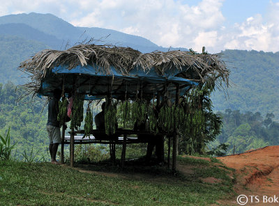 Orang Asli hut.jpg