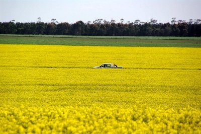 Lost in Canola