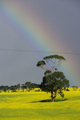 Rainbow and Canola