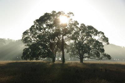 Foggy Tree