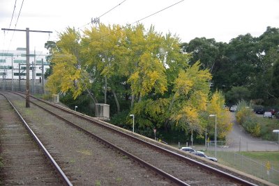 Yellow Trees