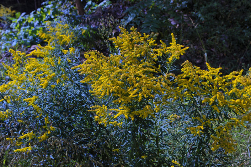 DSC_2110.jpg