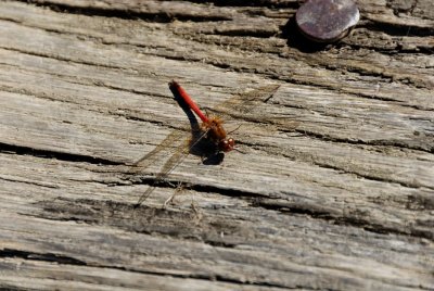 DSC_1164.jpg