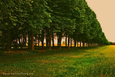 osterlen alley of beech, fagus sylvatica