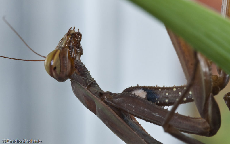 zzF_Mantidae_204