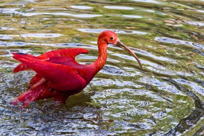 Bonito Iguau-373.jpg