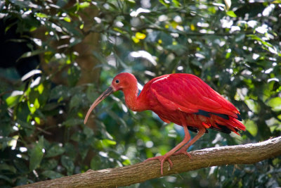 Bonito Iguau-382.jpg
