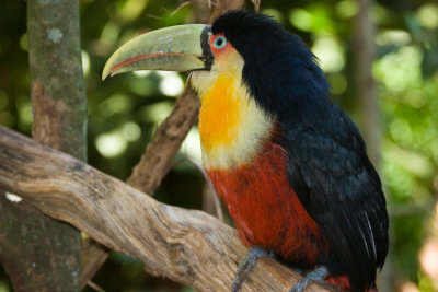 Bonito Iguau-503.jpg