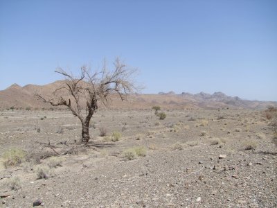 Lone Tree Hajar Mountains.jpg
