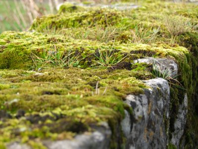 Moss on Stone Wall.jpg