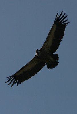 Griffon Vulture at Episkopi