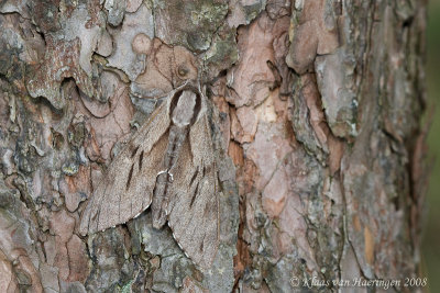 Dennenpijlstaart - Pine Hawk-moth - Hyloicus pinastri