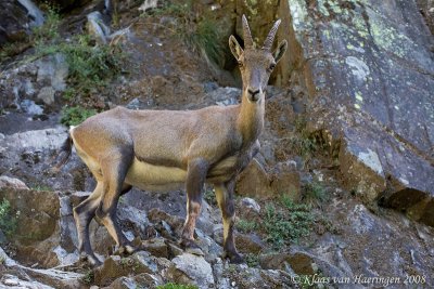 Alpensteenbok - Alpine ibex - Capra ibex