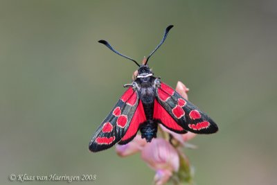 Zygaena carniolica