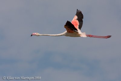 Flamingo - Greater Flamingo - Phoenicopterus roseus