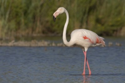 Flamingo - Greater Flamingo - Phoenicopterus roseus
