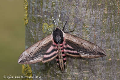 Ligusterpijlstaart / Privet Hawk-moth