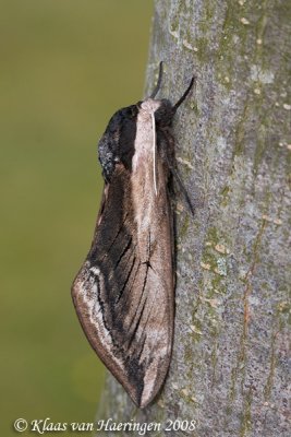 Ligusterpijlstaart - Privet Hawk-moth - Sphinx ligustri