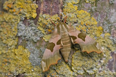 Lindepijlstaart / Lime Hawk-moth