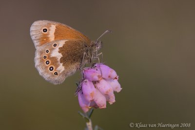 Veenhooibeestje - Large Heath - Coenonympha tullia