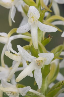 Welriekende nachtorchis - Lesser Butterfly Orchid - Platanthera bifolia