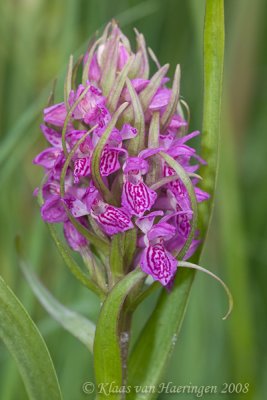 Vleeskleurige orchis - Early Marsh Orchid - Dactylorhiza incarnata serotina