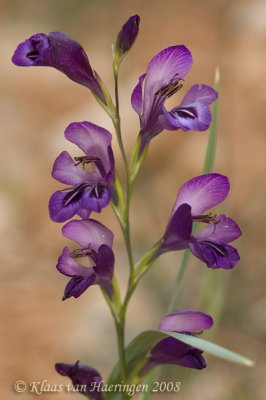 Gladiolus atroviolaceus