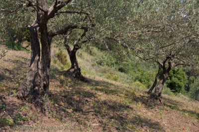 Olijfbomen / Olive Trees