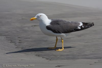 Kleine mantelmeeuw - Lesser Black-backed Gull - Larus fuscus graellsii