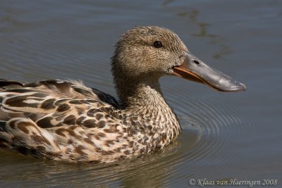 Slobeend - Northern Shoveler - Anas clypeata