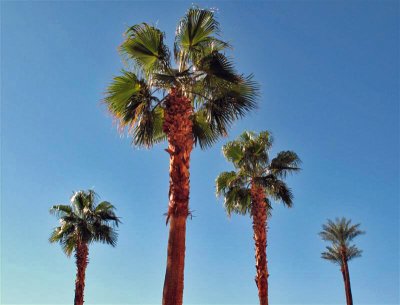 Tropical Trees Of  Vegas