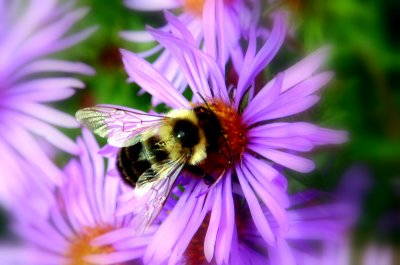Busy Bee In Warm September