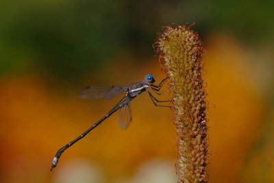 Dragonfly #16