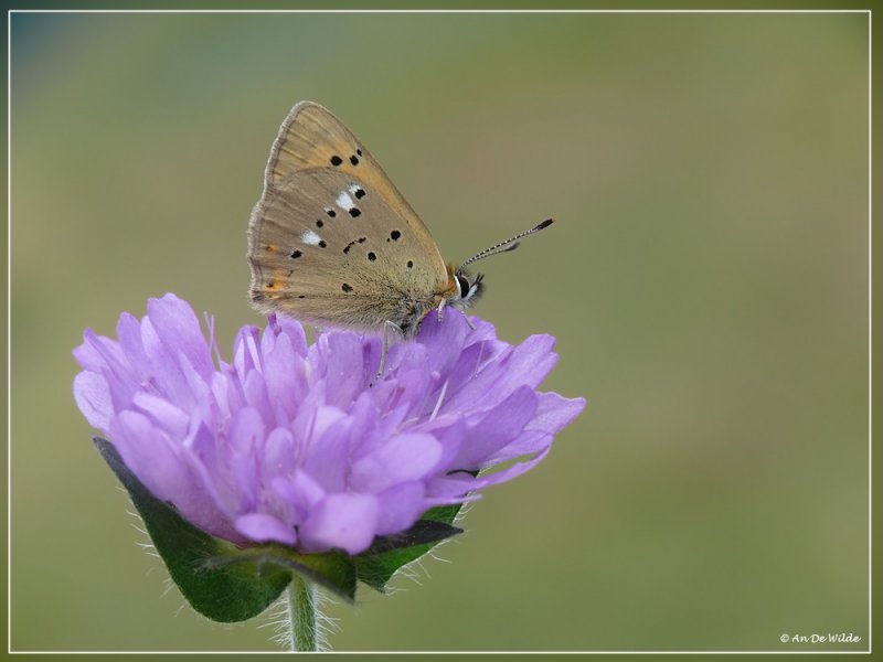  Morgenrood (Lycaena Virgaureae)