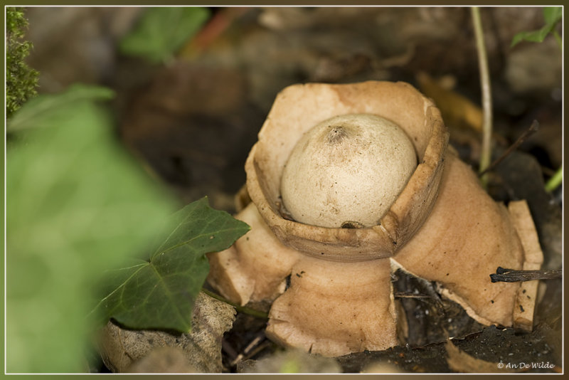 Gekraagde aardster - Geastrum triplex