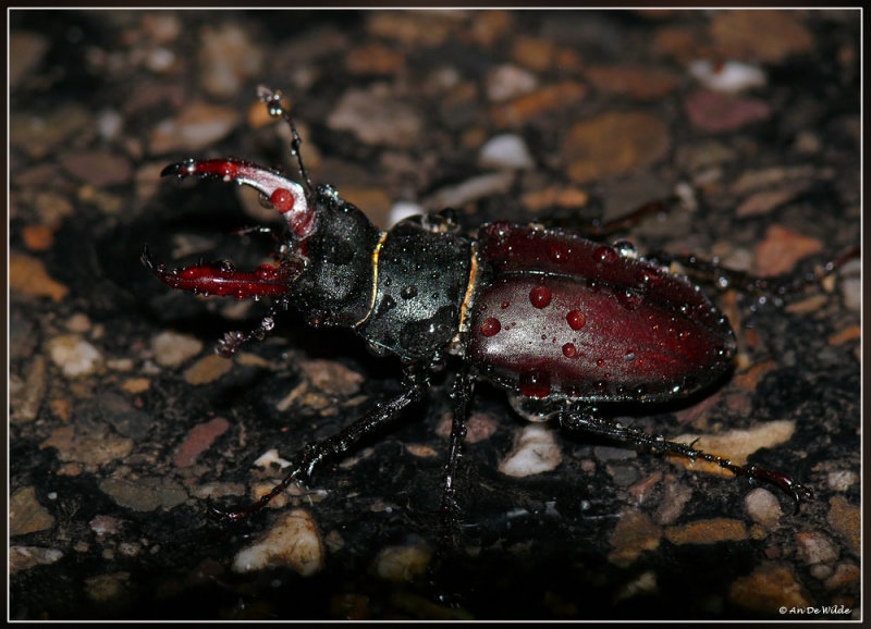 Vliegend hert - Lucanus cervus