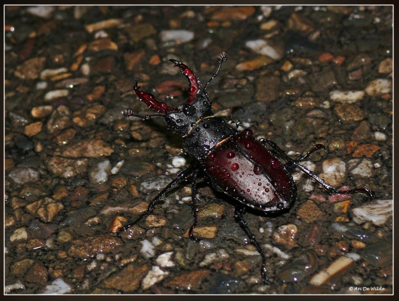 Vliegend hert - Lucanus cervus
