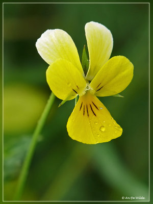 geel viooltje - viola lutea