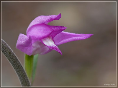 Rood bosvogeltje - Cephalanthera rubra