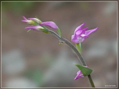 Rood bosvogeltje - Cephalanthera rubra