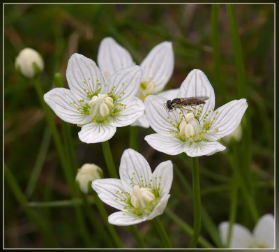 Parnassia - Parnassia palustris