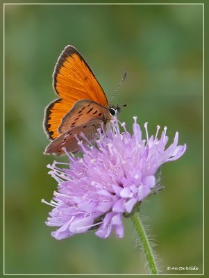 Morgenrood (Lycaena Virgaureae)