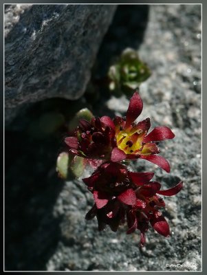 tweebloemige steenbreek  - Saxifraga biflora
