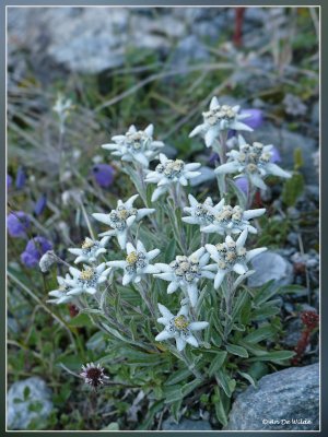 Edelweiss - Leontopodium alpinum