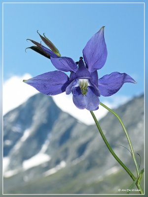 Alpenakelei - Aquilegia alpina