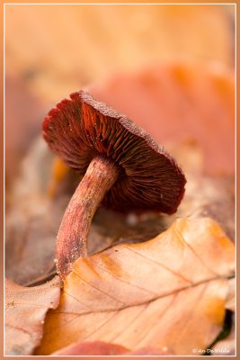 Bloedplaatgordijnzwam - Cortinarius phoenicius