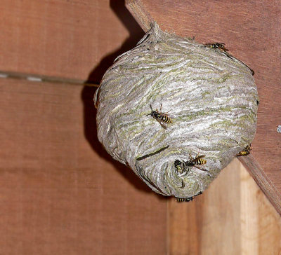 wespennest in vogelkijkhut