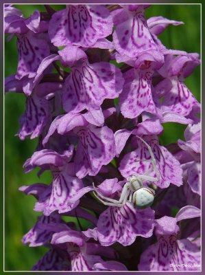 krabspin op gevlekte orchis