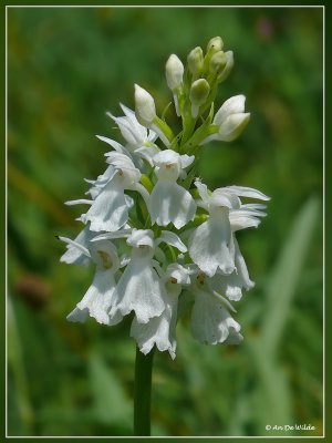 Dactylorhiza praetermissa var. alba - rietorchis spec.