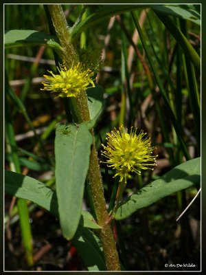 Moeraswederik (Lysimachia thyrsiflora)